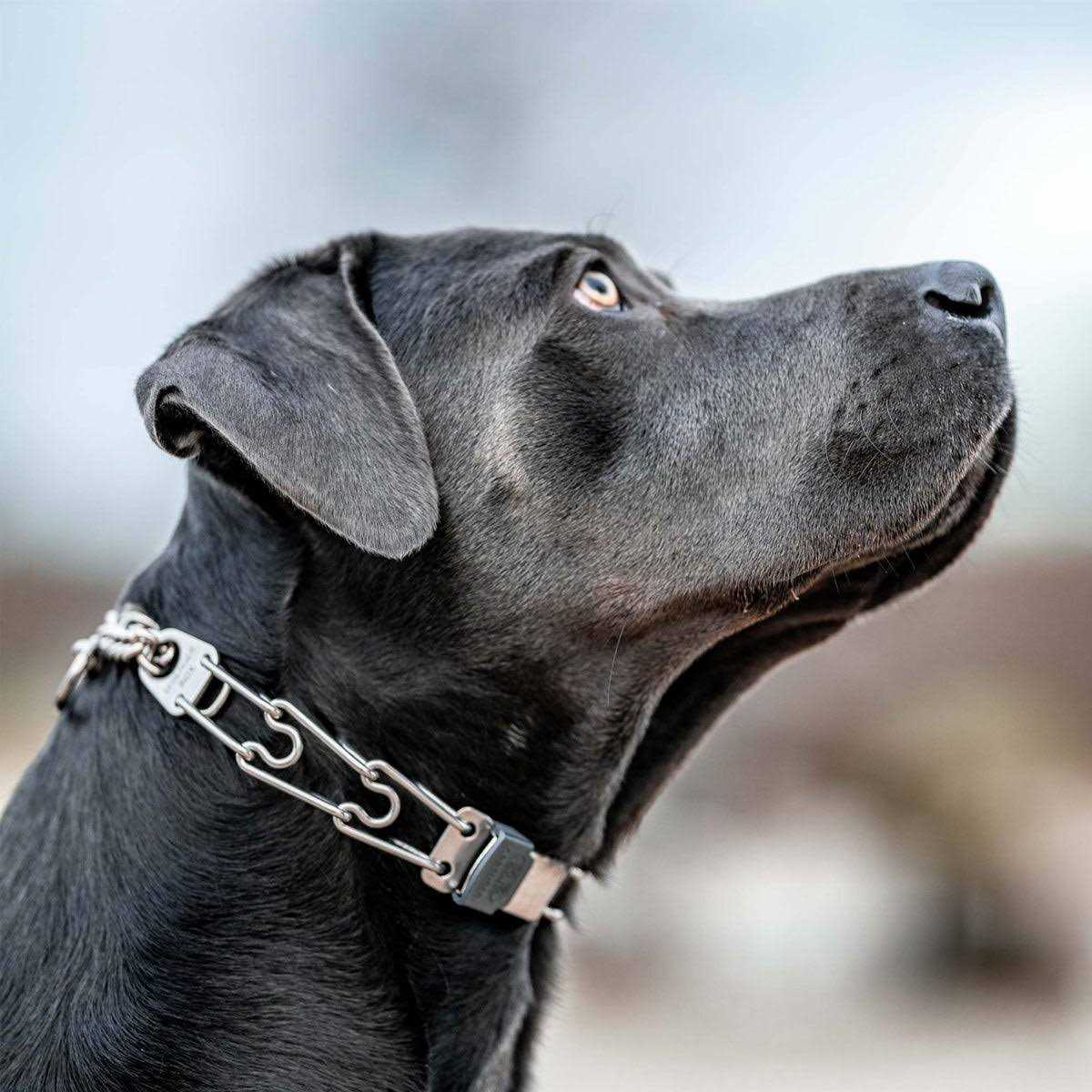 Stainless Steel Quick Release Buckle for Dog Collar N86980