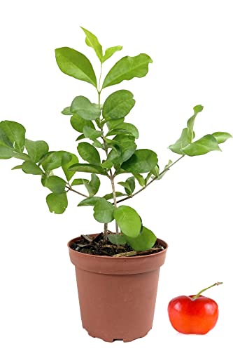 Barbados Cherry Tree Live Plant in 4 Inch Grower's Pot Edible Fruit Bearing Tree L537450