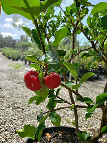 Barbados Cherry Tree Live Plant in 4 Inch Grower's Pot Edible Fruit Bearing Tree L537450