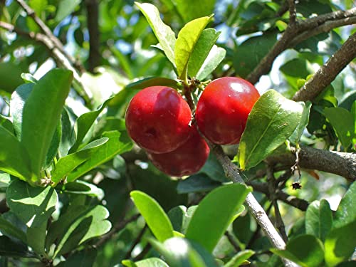 Barbados Cherry Tree Live Plant in 4 Inch Grower's Pot Edible Fruit Bearing Tree L537450
