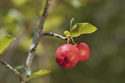 Barbados Cherry Tree Live Plant in 4 Inch Grower's Pot Edible Fruit Bearing Tree L537450
