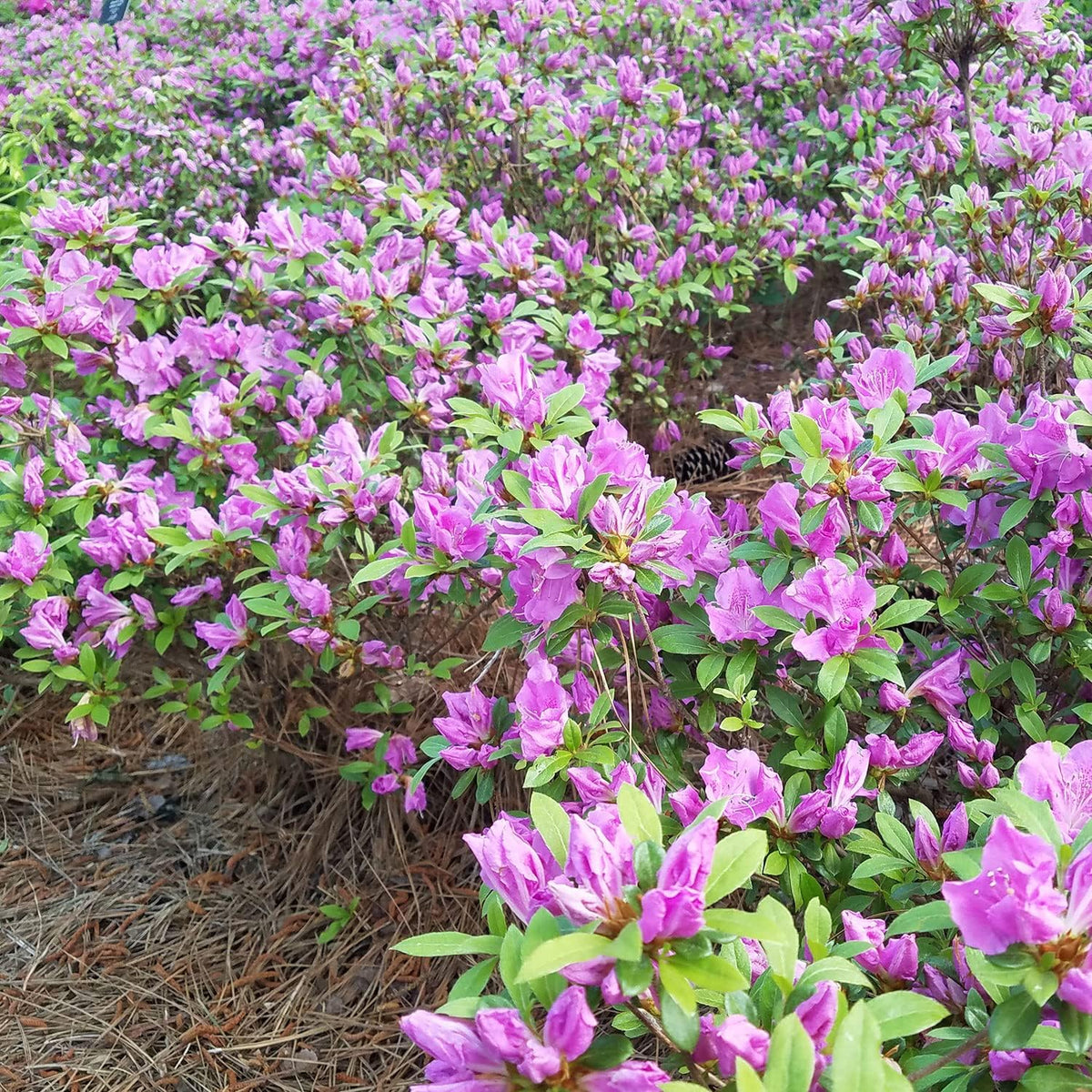 Purple Flowering Shrub (2 Gallon) N93512