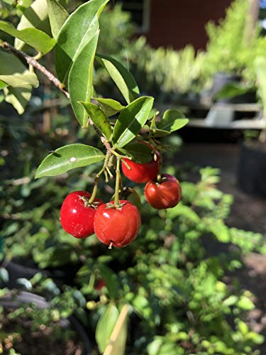 Barbados Cherry Tree Live Plant in 4 Inch Grower's Pot Edible Fruit Bearing Tree L537450
