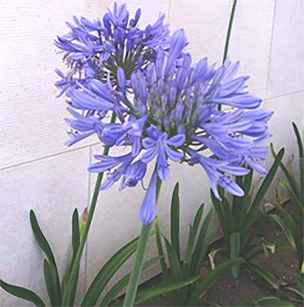 Blue Bare Root Agapanthus Plant E305