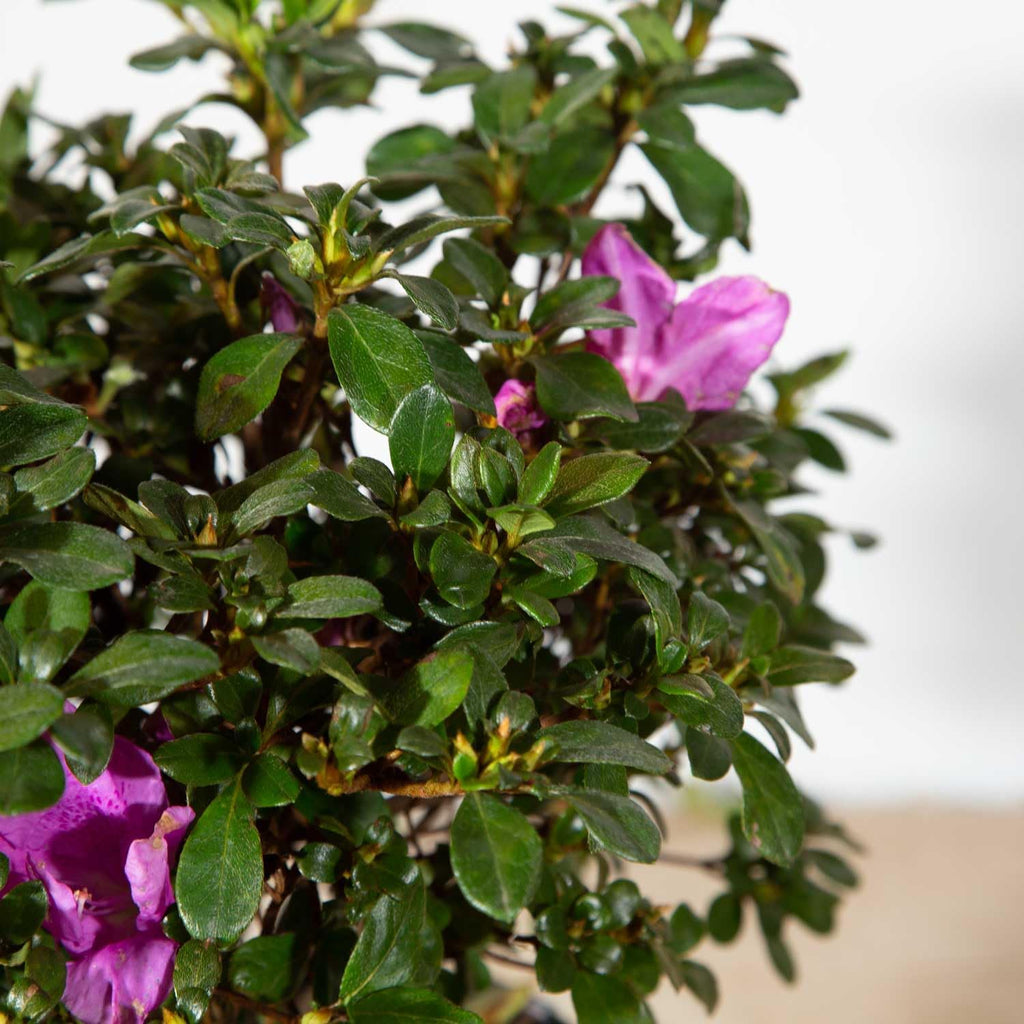 Purple Flowering Shrub (2 Gallon) N93512