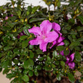 Purple Flowering Shrub (2 Gallon) N93512