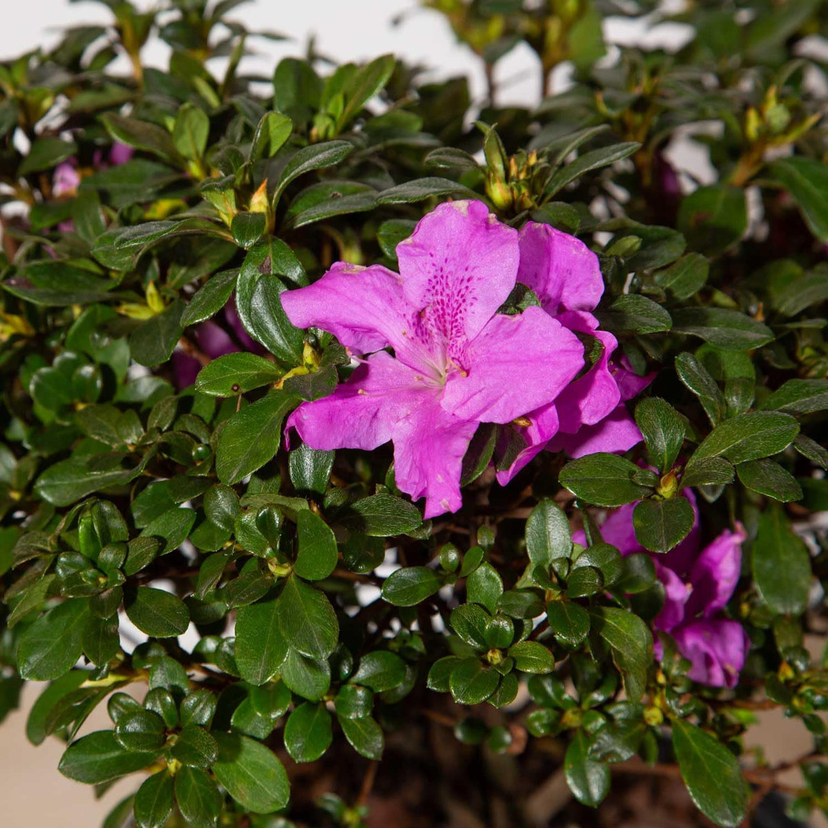Purple Flowering Shrub (2 Gallon) N93512