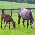 50 lbs Kentucky Bluegrass P4614