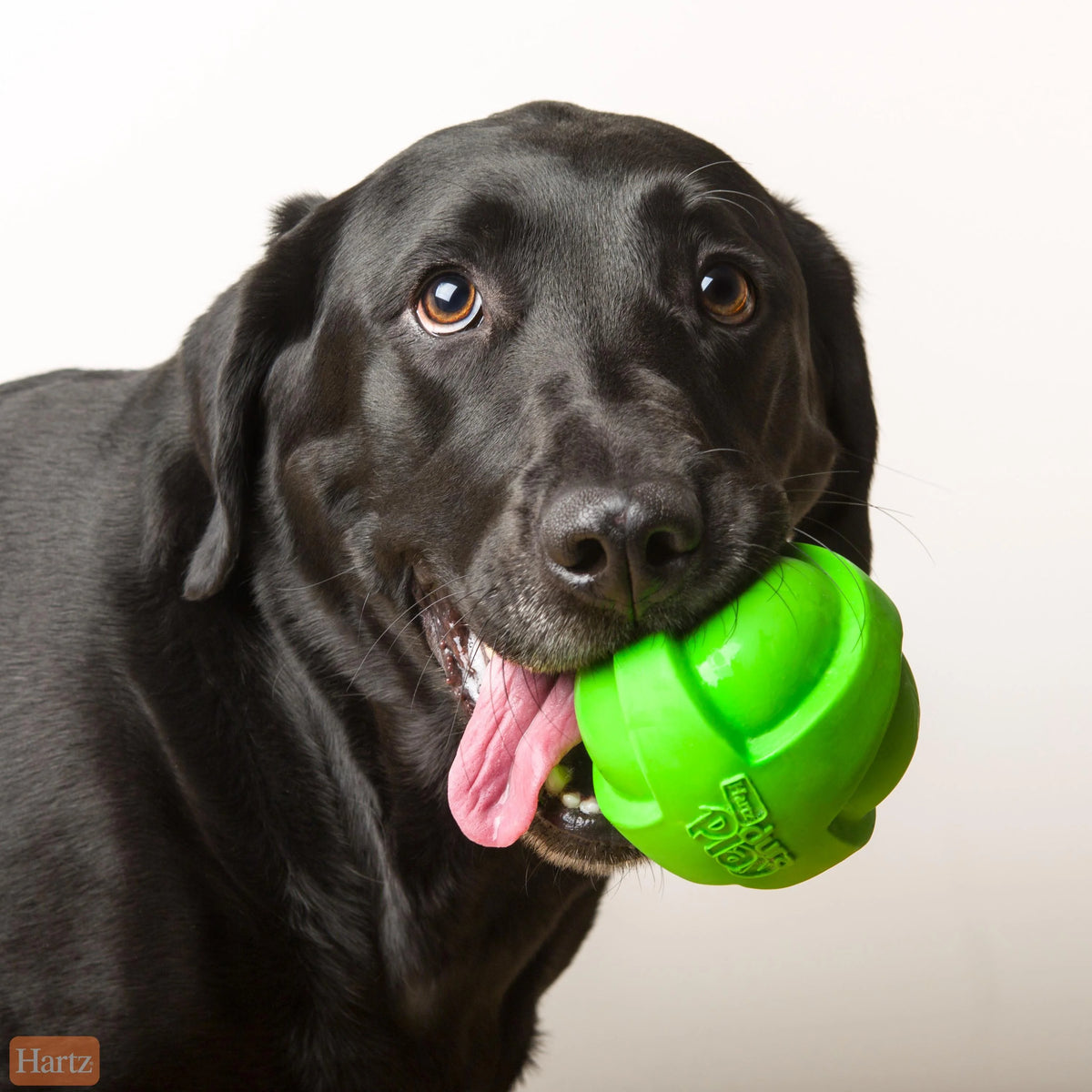 Large Dog Toy Ball G653