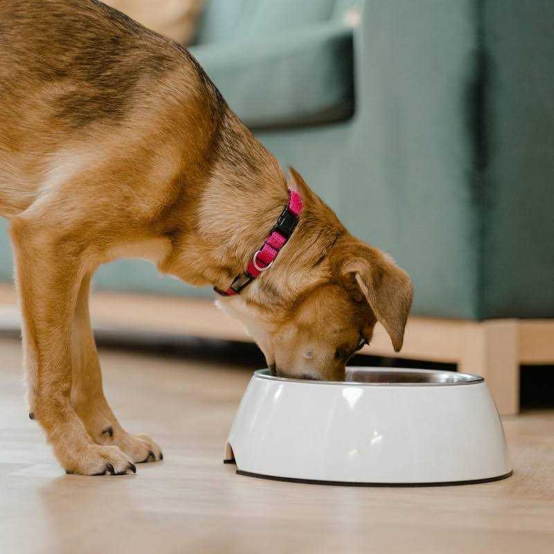 Lamb Rice Vegetable Dog Food E459170